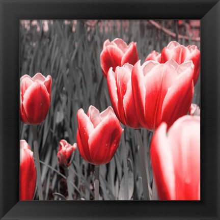 Framed Red Tulips I Print