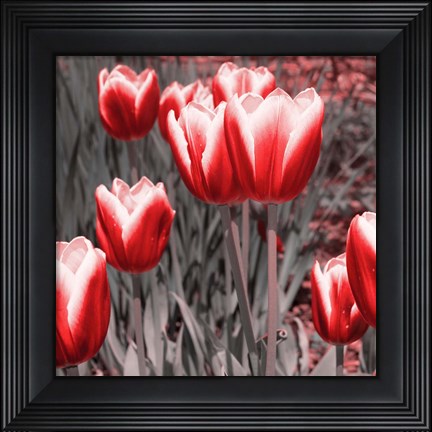 Framed Red Tulips II Print