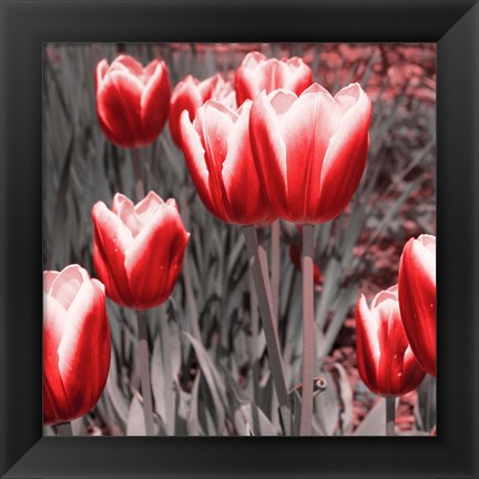 Framed Red Tulips II Print