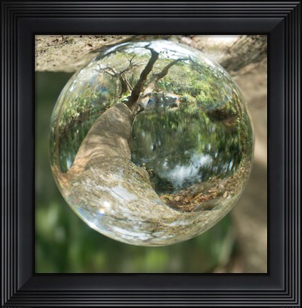 Framed Nature Droplets Print