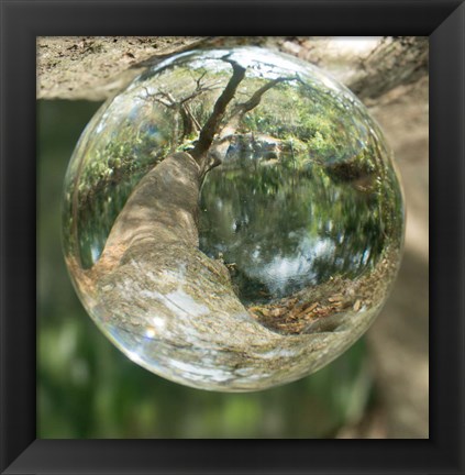 Framed Nature Droplets Print