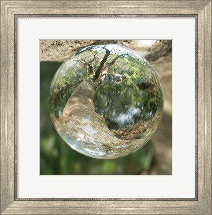 Framed Nature Droplets Print