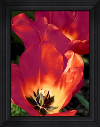 Framed Romantic Tulips I Print