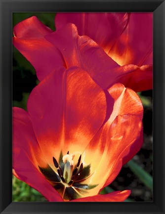 Framed Romantic Tulips I Print