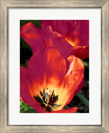 Framed Romantic Tulips I Print