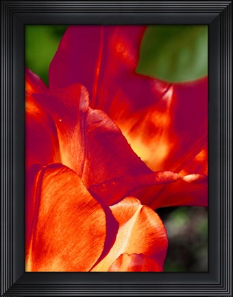 Framed Romantic Tulips II Print