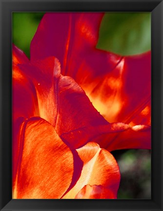 Framed Romantic Tulips II Print