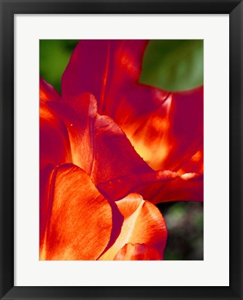 Framed Romantic Tulips II Print