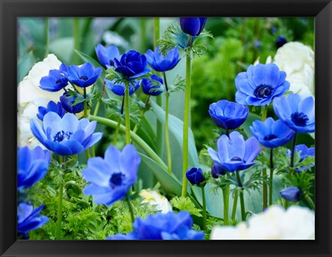 Framed Vibrant Blue Hues Print