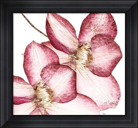 Framed Rouge Plum Flowers II Print