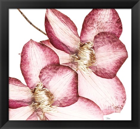 Framed Rouge Plum Flowers II Print