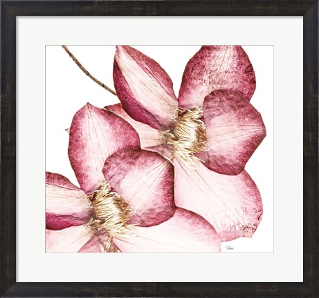 Framed Rouge Plum Flowers II Print