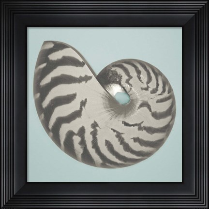 Framed Noir Shell on Teal I Print