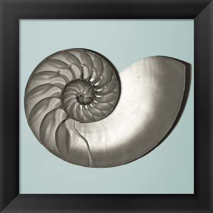 Framed Noir Shell on Teal II Print