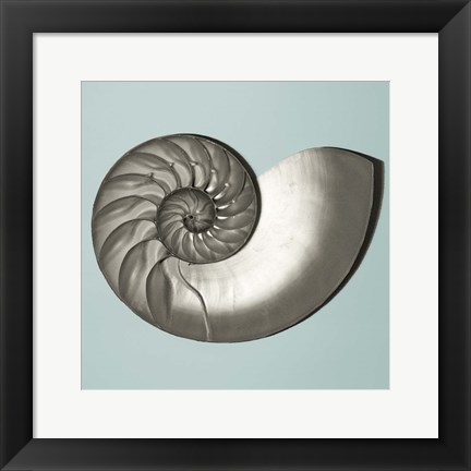 Framed Noir Shell on Teal II Print