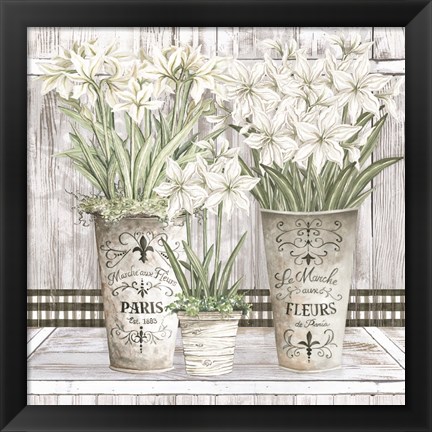 Framed Amaryllis Multi Pots Print