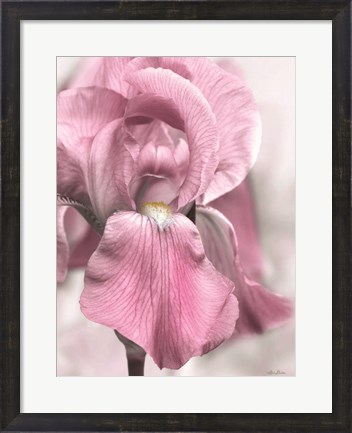 Framed Pink Iris Print