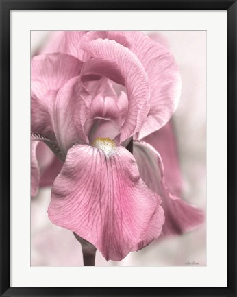 Framed Pink Iris Print