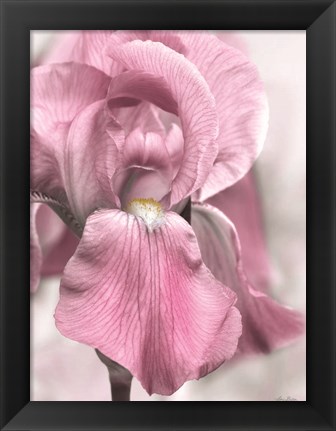 Framed Pink Iris Print