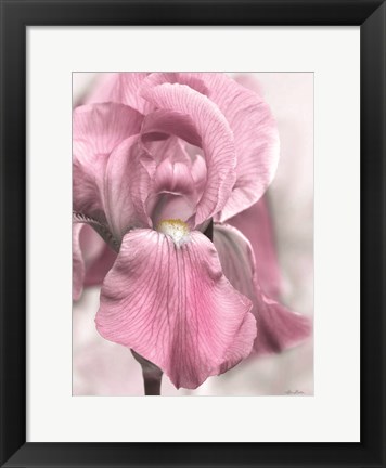 Framed Pink Iris Print