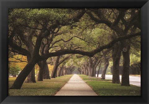 Framed Alley of Live Oaks Print