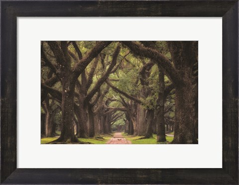 Framed Lane of Oaks Print