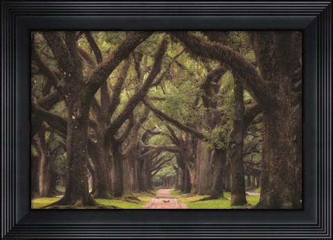 Framed Lane of Oaks Print