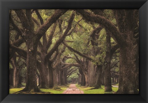 Framed Lane of Oaks Print