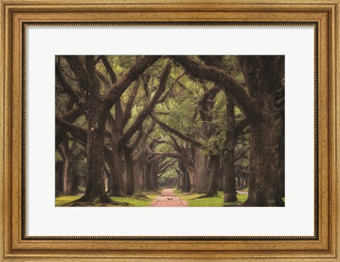 Framed Lane of Oaks Print