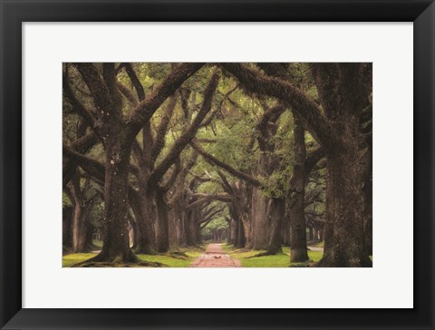 Framed Lane of Oaks Print