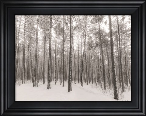 Framed Let It Snow Forest Print