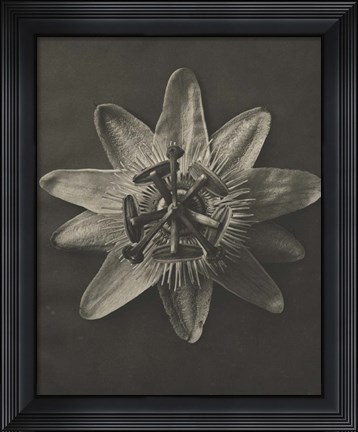 Framed Blossfeldt Flower I Print