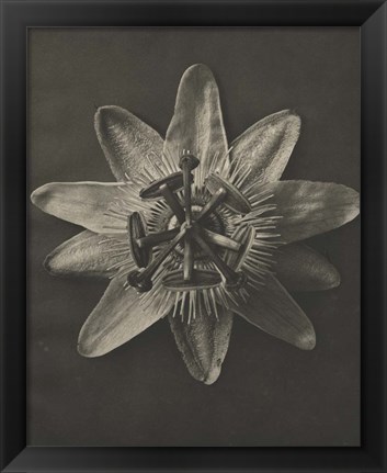 Framed Blossfeldt Flower I Print