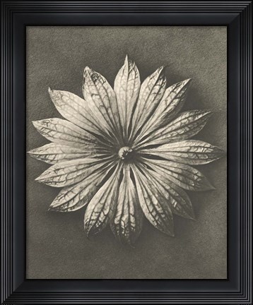 Framed Blossfeldt Flower II Print