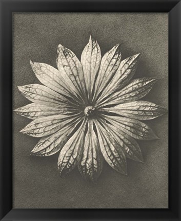 Framed Blossfeldt Flower II Print
