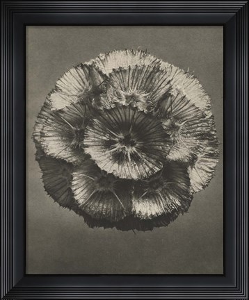 Framed Blossfeldt Flower III Print