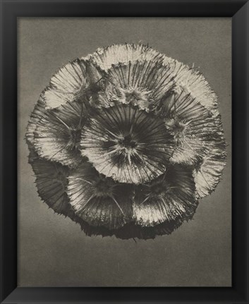 Framed Blossfeldt Flower III Print