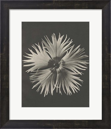 Framed Blossfeldt Flower IV Print