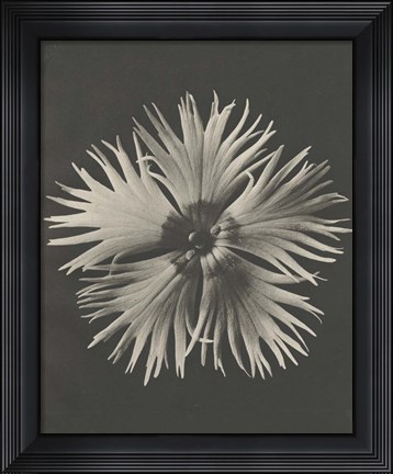 Framed Blossfeldt Flower IV Print
