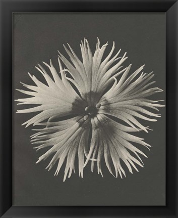 Framed Blossfeldt Flower IV Print