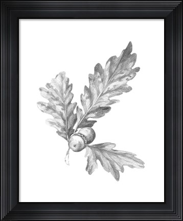 Framed Oak Leaf Pencil Sketch I Print
