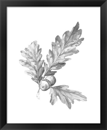 Framed Oak Leaf Pencil Sketch I Print