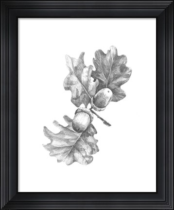 Framed Oak Leaf Pencil Sketch II Print