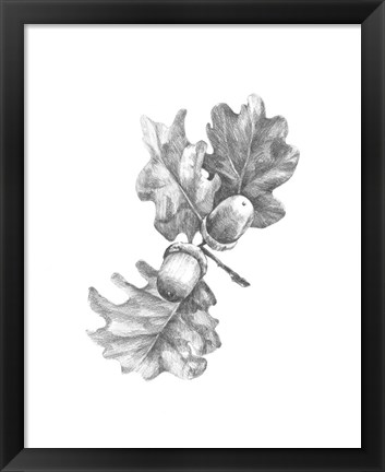 Framed Oak Leaf Pencil Sketch II Print