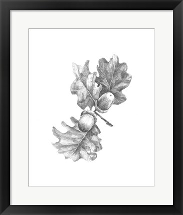 Framed Oak Leaf Pencil Sketch II Print