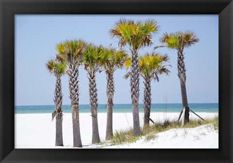 Framed Coastal Palms II Print