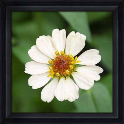 Framed Cropped Garden Flowers I Print
