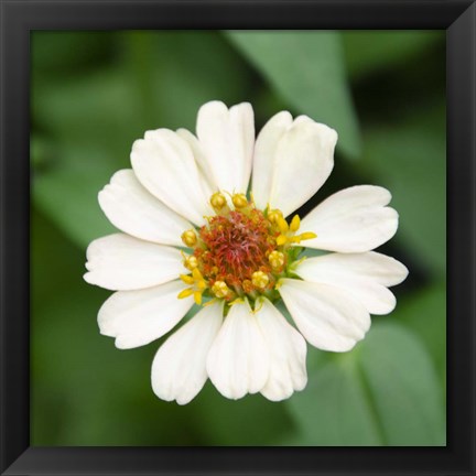 Framed Cropped Garden Flowers I Print
