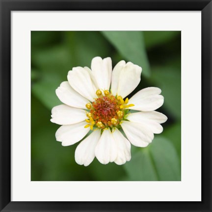 Framed Cropped Garden Flowers I Print