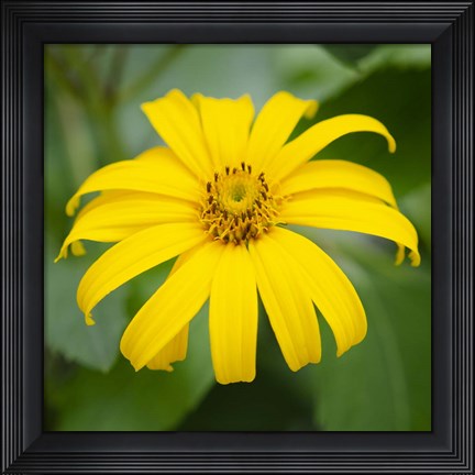 Framed Cropped Garden Flowers II Print